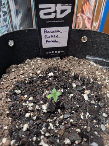 Mendo Frost / Gorilla Cookie / Banana Purple Punch  — seedling_rooting, day 6