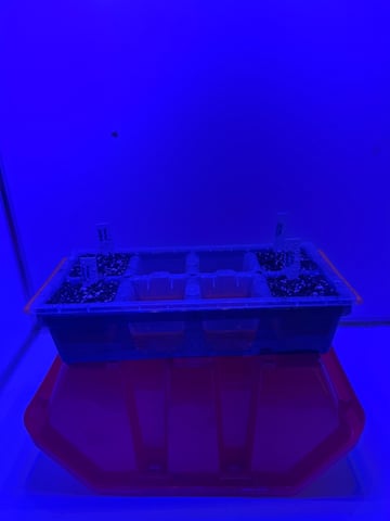 Gelly Mama and Sugar Tree — seedling_rooting, day 5