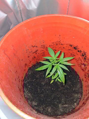 first grow  — vegetative, day 5