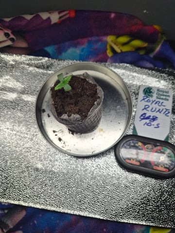 I'll get it right — seedling_rooting, day 7