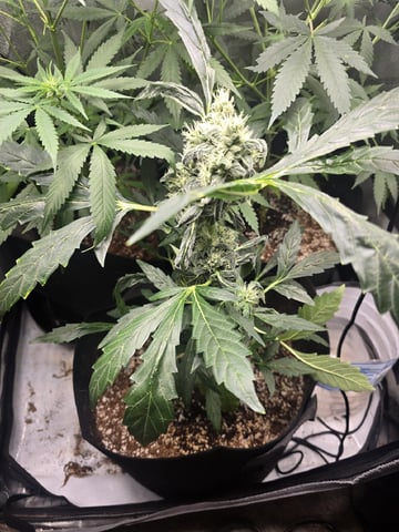 Indoor — flower, day 59