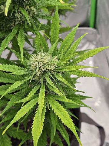 Gorilla Z auto — flower, day 83