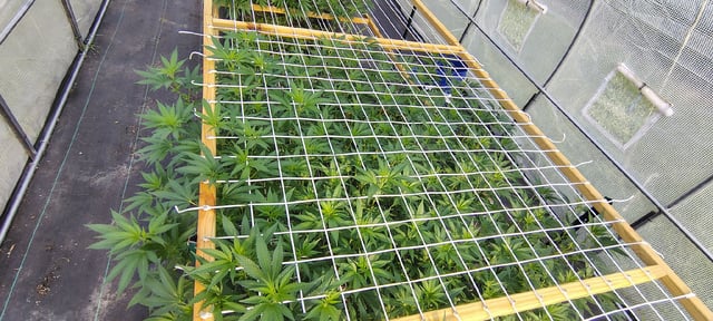 Outdoor 2026 — vegetative, day 60