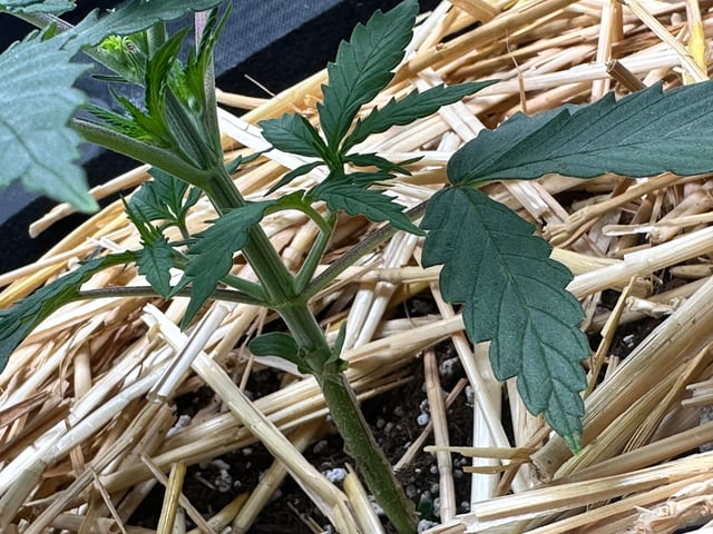 Pine (Auto) 2025 - 0 — vegetative, day 28