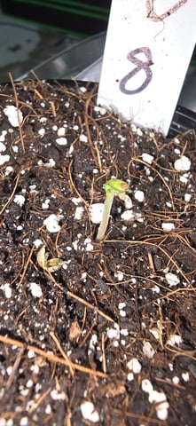 This grow may be interesting! — seedling_rooting, day 5