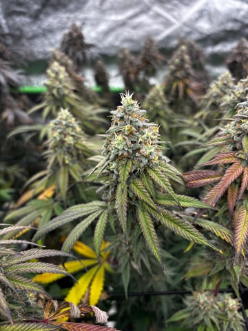 Pink Passion Fruit — flower, day 115