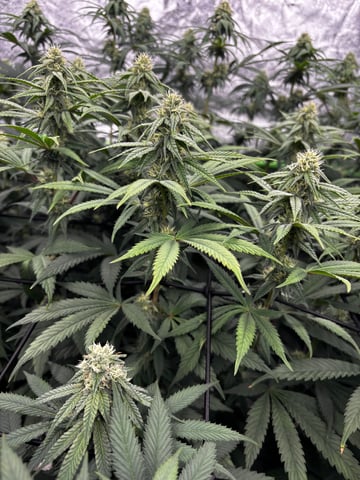 Pink Passion Fruit — flower, day 76