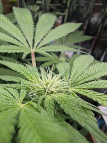 B E A utiful  — flower, day 73