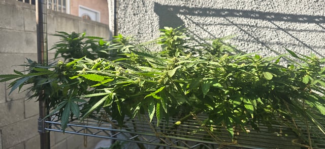 Mystery Weed Plant — flower, day 131