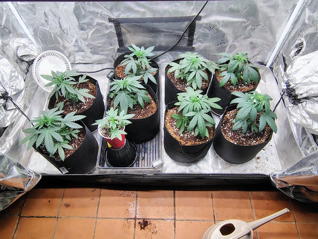 garage set up — vegetative, day 41