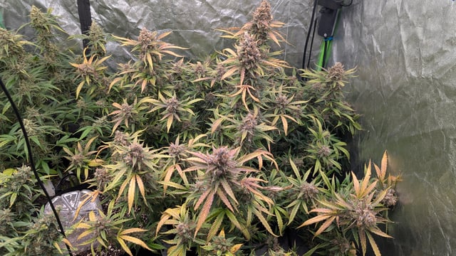 Strawberry Cheesecake Seedsman Seeds Autoflowers x2 — flower, day 106