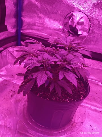 Georgia Pie Female Photo — vegetative, day 1