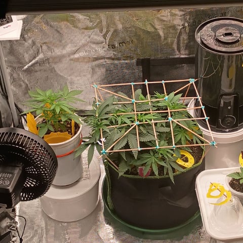 TentPlantLightFan — vegetative, day 44