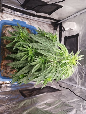 2nd Grow 2026  — vegetative, day 33