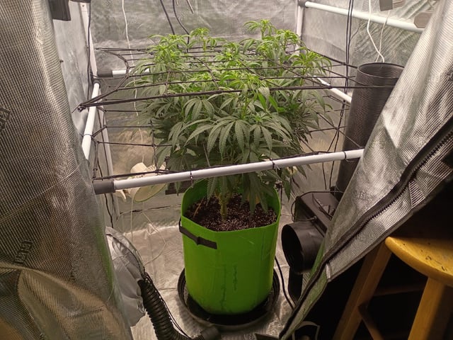 FastBuds Photo-Lemon Mandarin  — flower, day 93