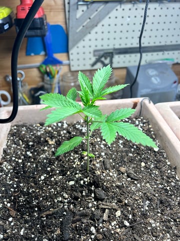 White Widow Twins — vegetative, day 24