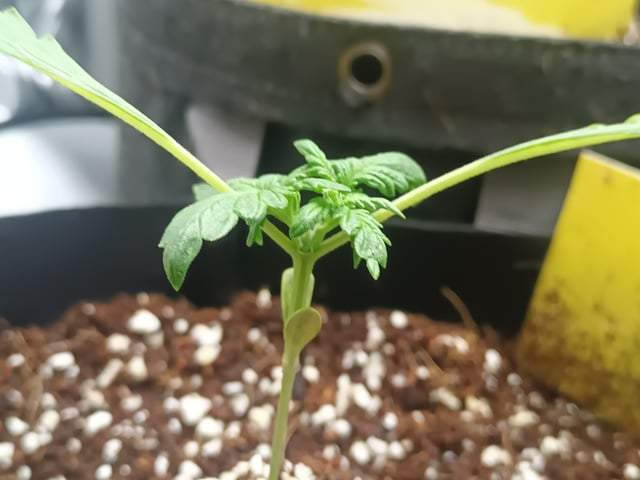 Last girls got kicked. — seedling_rooting, day 17