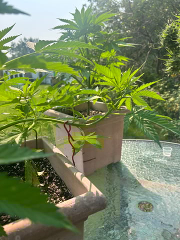 White Widow Twins — vegetative, day 47