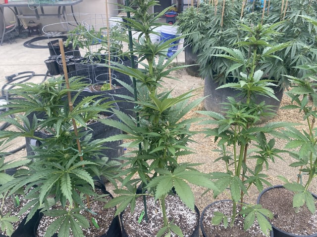 Auto Grow #1 2026 — flower, day 49