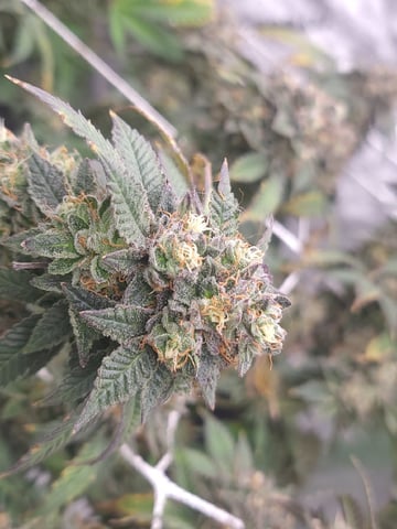 1st grow indoors(cardboard box to 2x2x4 to 5x5x6) — flower, day 140