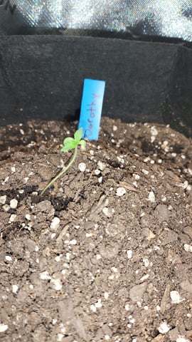 First attempt at planting some seeds — seedling_rooting, day 21
