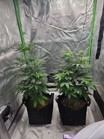 Bruce Banner #4  — flower, day 64