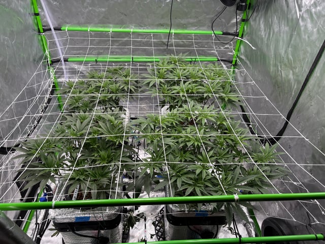 First Grow (Hydro) — vegetative, day 74