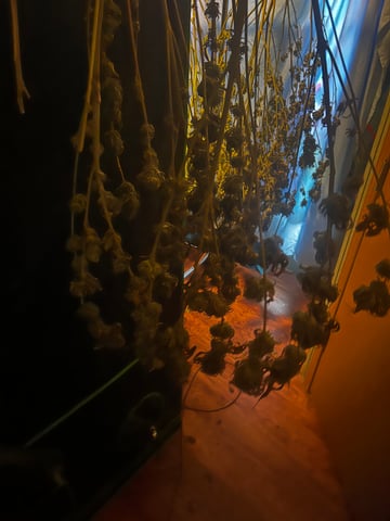 outdoor grow  — harvest, day 81