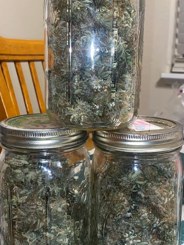 Auto Run #1 2025-2026 — harvest, day 109