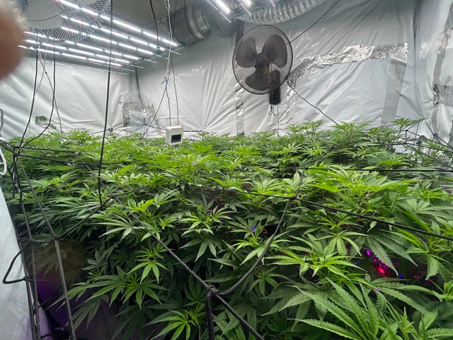 zunami s1 grounded genetics  — flower, day 45