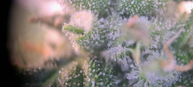 First Grow with the new setup  — auto, day 56