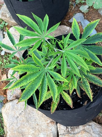 mixing it up — vegetative, day 38