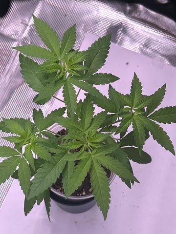 PeanutButter Cookies — vegetative, day 45