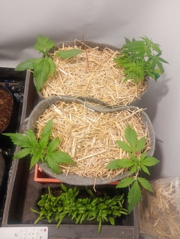 Tia Maria — auto, day 15