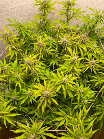 Mashenka — auto, day 7