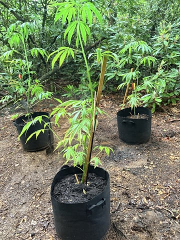 mixing it up — vegetative, day 60