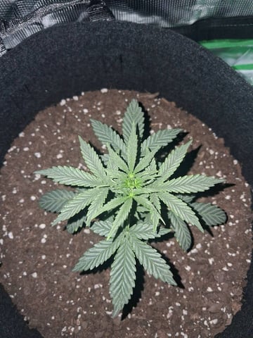 Cali Kush — vegetative, day 29