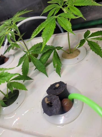 Clones And Hermie Seeds — grow_setup, day 2