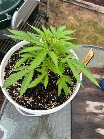 First ever grow — flower, day 45