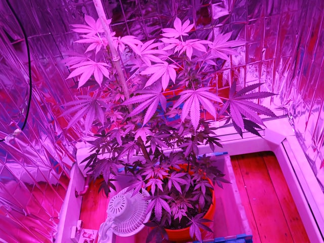 triangle kush  — flower, day 60