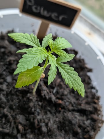 My First Grow 🪴 April '26 — vegetative, day 26