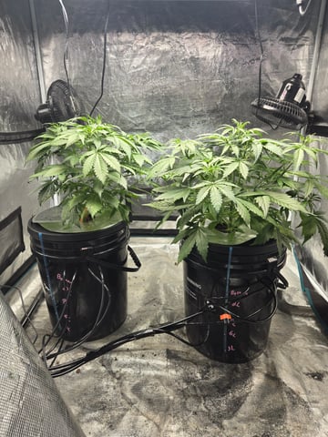 RQS Cookies Gelato — flower, day 34