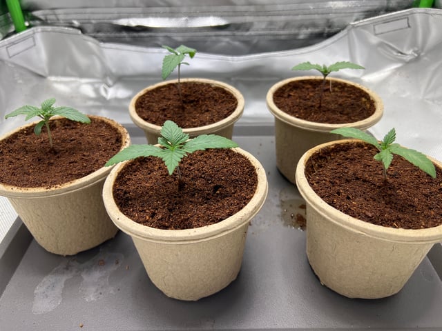 Lemon Power Haze — vegetative, day 11