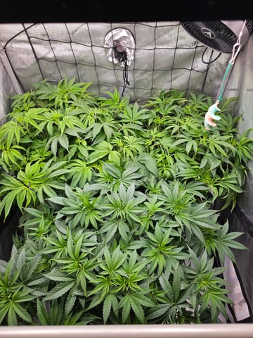 ethos genetics  — vegetative, day 51