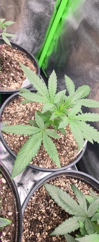 DeathStar, Grease Monkey, Goat Latto, Northern Lights — vegetative, day 42