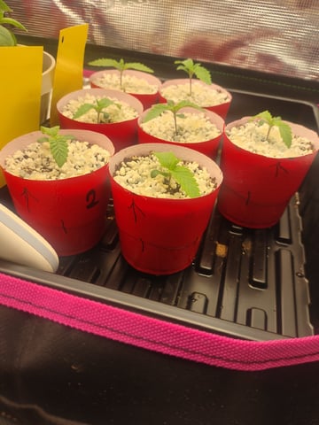 Mainely Genetics Micro Pheno Hunt — seedling_rooting, day 4