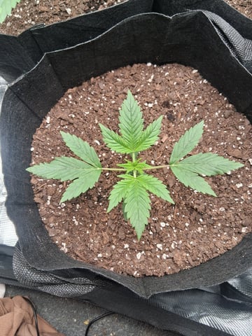 First Indoor Grow  — vegetative, day 21