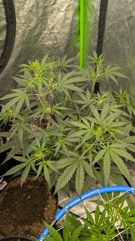 Mixed Grow — grow_setup, day 43