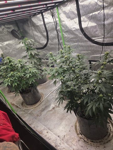 5 th grow still trying to dial it in and get big harvest  — flower, day 73