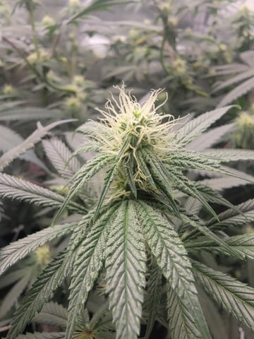 my first grow — flower, day 63